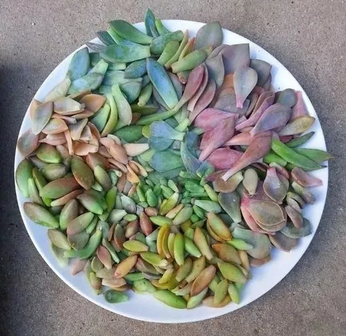 30 Semillas Hojas de Suculentas surtidas + Obsequio Sinocrassula Yunnanensis